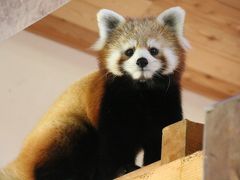 北陸新幹線で行く長野・石川・福井３県３園レッサーパンダ動物園めぐり（２）【茶臼山動物園】レッサーパンダ特集：一人でもご機嫌フォトジェニックなジャジャちゃん＆ちょっとだけ会えたチャオ・パパ＆ノンちゃんと双子の赤ちゃん＆出勤時から見られたお外レッサーのタイチくん・キキくん・セイナちゃん・ノゾムくん・サラちゃん・風鈴ちゃん＆お散歩ロンくん総勢12頭