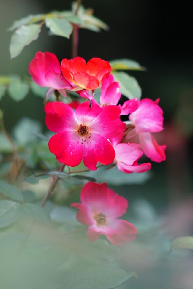 ネットで薔薇を見ていたところ、鳩山会館がHITしたのでどんなものか見に行ってみた。　結論：薔薇が目的だと失望します、　明治の館として見に行くなら何とか見れる。　まず最初の登り坂には唖然としたが・・。