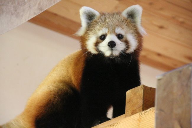 茶臼山動物園のレッサーパンダといったら、屋内運動場の１才の双子の子パンダの絡みも楽しみなのに、ポポくんとジャジャちゃんの双子は、噂では一緒にすると脱走をくわだてるとかで、なんと一頭ずつの日替わり展示になってしまいました！<br />しかし、ポポくんとジャジャちゃん、どちらもとーっても可愛いですが、強いてどちらかを選ぶならジャジャちゃんの方に会いたいと思っていたので、本日の屋内展示当番は、そのジャジャちゃんだっただけでも幸いでした。<br />なにしろ、来年になれば、ポポくんとジャジャくんは屋内運動場を卒業し、バックヤードで非展示となるでしょうから、ゆっくり会えるのもこれが最後かもしれないのです。<br /><br />それにしてもジャジャちゃん、笑った顔は、ドキッとするほどポポくん似で、まるで１つの体で２役してくれたようでした！？<br /><br />はじめはおとなしかったジャジャちゃん、双子兄弟のポポくんがいなくて寂しいのかな、と思ったのですが、だんだんとテンションが上がってきました。<br />ノンちゃんと双子の赤ちゃんは11時から15時近くまでしっかりお昼寝していましたが、私が見ていた限り、今日のジャジャちゃんは昼寝をした様子はありませんでした。<br />それに、見学者から見づらい、出口のガラス天井の上に引っ込んでしまうことはほとんどなく、大半の時間、ちゃんと見えるところにいてくれました@<br /><br />茶臼山動物園には、レッサーパンダがたくさんいるので、展示場の都合で半分はバックヤードにいて非公開なのが実に残念です。<br />私が最初に茶臼山動物園で会ったモモちゃんと、独特な雰囲気のあるネネちゃんにまたちゃんと会いたいなぁ。<br /><br />でも、本日の屋外展示のレッサーパンダは、タイチくん、キキくん、セイナちゃん、ノゾムくん、サラちゃん、風鈴ちゃん、と終日６頭もいて、これだけでも豪華な布陣でした。<br />ただ、この子たちは、昼間は見学者に対して背を向けて寝ていたり、死角で休んでいたりして写真が撮りづらいことが多いので、動物園開園直後の出勤時と朝ごはんのリンゴタイムはしっかり狙いました！<br />逆にそのせいで10時からのノンちゃんと赤ちゃんの登場シーンは、うっかり見逃してしまいました（苦笑）。<br /><br />お散歩ロンくんも、いつ見ても本当に可愛いです。<br />前回訪れたときは７月で、ロンくんはとても暑そうにしていましたが、今回は始終いい笑顔を見せてくれて、ますます目が離せませんでした。<br />はじめは飼育員さんの腕の中でけっこう暴れていましたが、撮影タイムのときにはしっかりカメラ目線で笑顔なんですもの。<br /><br />ああ、やっぱり茶臼山レッサーパンダはすごいです！<br /><br />※ポポくんとジャジャちゃんが一緒に過ごし、暑い中でもおさんぽイベントを頑張ったロンくんの写真がある前回の茶臼山動物園のレッサーパンダの旅行記<br />2015年７月26日<br />「猛暑の週末をレッサーパンダと涼みに長野・茶臼山動物園へ（２）半日一緒に過ごしたレッサーパンダのポポくん・ジャジャちゃん、元気一杯遊んだりケンカしたりご飯を食べたり、時にはポーズをとってくれたり@」<br />http://4travel.jp/travelogue/11036422<br /><br />＜ついに北陸デビューを果たした長野・北陸レッサーパンダ動物園めぐり２泊３日の旅行記のシリーズ構成＞<br />□（１）【長野・金沢編】長野で途中下車して茶臼山動物園アクセス編＆初の北陸・金沢駅前エコノホテル滞在編＆グルメ編<br />■（２）【茶臼山動物園】レッサーパンダ特集：一人でもご機嫌フォトジェニックなジャジャちゃん＆ちょっとだけ会えたチャオ・パパ＆ノンちゃんと双子の赤ちゃん＆出勤時から見られたお外レッサーのタイチくん・キキくん・セイナちゃん・ノゾムくん・サラちゃん・風鈴ちゃん＆お散歩ロンくん総勢12頭<br />□（３）【茶臼山動物園】お散歩タイムのアルパカのパールくんにさわり邦題！〜ビントロングに会えなくて残念だったけど、その他の動物たち＆園内の紅葉景色<br />□（４）【金沢・鯖江編】金沢駅から能美市のいしかわ動物園へ＆金沢グルメ＆わざわざ越前市の武生経由で行った西鯖江駅最寄りのサバエシティホテルへ<br />□（５）【いしかわ動物園】アシカやブラッザグエンやシロテテナガザルの赤ちゃんに会えた「アシカ・アザラシたちのうみ」から「サルたちの森」まで<br />□（６）【いしかわ動物園】子育て中のアヤメちゃんにも会えた！ レッサーパンダのアクアくん・マリンちゃん・スミレちゃんのいる「小動物プロムナード」からりりしい猛獣たちの「ネコたちの森」まで<br />□（７）【いしかわ動物園】「オーストラリアの平原」やフタユビナマケモノのいる「南米の森」や写真展を見学した「動物学習センター」やマゼランペンギンのいる「ふれあいひろば」からコビトカバの食事時間が見られた「カバの池」まで<br />□（８）【鯖江・金沢編】西山公園の動物園と道の駅＆帰りの途中下車の金沢駅でのおみやげ＆グルメ編〜レッサーパンダの気持ちになれる笹アイスクリームやキムラヤパン制作の道の駅オリジナルさばえ菜花パンだーも忘れずに味わえた@<br />□（９）【鯖江・西山動物園】ついに訪れたレッサーパンダのホームタウン西山動物園！〜たいようくん・ミルキーちゃん・ひかりちゃんとキラリちゃんと双子の赤ちゃん<br />□（10）【鯖江編】山に囲まれた街中にある日本の歴史公園100選にも選ばれた西山公園と嚮陽庭園のほんのり紅葉めぐり<br /><br />長野・茶臼山動物園の公式サイト<br />http://www.chausuyama.com/<br /><br />＜11月１日（日）のタイムメモ＞<br />05:40頃　家を出る<br />06:40　大宮駅着<br />06:54　大宮駅発新幹線はくたか551号に乗車<br />08:08　長野駅に到着<br />08:18　長野駅発篠ノ井線に乗車<br />08:30　篠ノ井駅到着<br />09:15　篠ノ井駅西口発のZooぐるバスに乗車<br />09:25　茶臼山動物園北口行きのモノレールに乗車<br />09:30　北口から茶臼山動物園に入園<br />（開園09:30）<br />09:30-12:35　レッサーパンダ<br />（10:00-11:00　赤ちゃん）<br />（11:00に赤ちゃんたち昼寝／公開は16:30までほぼ終日）<br />12:35-13:05　ランチ休憩<br />13:05-13:20　アジアゾウやアライグマなど<br />13:20-13:30　レッサーパンダ<br />13:30-13:45　レッサーパンダのロンくんのお散歩タイム<br />13:55-14:15　こども動物園<br />（14:00-アルバカのパールくんのお散歩タイム）<br />14:25-15:35　レッサーパンダ<br />15:35-16:20　その他の動物たちを見学しながら南口へ<br />16:20-16:25　売店で買い物<br />16:25　南口から動物園を出る<br />（16:30閉園）<br />16:35　南口発Zooぐるバスで篠ノ井駅へ<br />16:45　篠ノ井駅西口に到着<br />（時刻表では16:50着）<br />16:57　篠ノ井駅発長野行に乗車<br />17:10頃　長野駅着<br />17:51　長野駅発新幹線かがやき511号に乗車<br />18:58　金沢駅着<br />19:40　ホテルエコノにチェックイン<br />20:05-20:55　庄やで夕食<br /><br />※これまでの動物旅行記の目次を作成しています。随時更新中。<br />「動物／動物園と水族館の旅行記〜レッサーパンダ大好き〜　目次」<br />http://4travel.jp/travelogue/10744070<br />