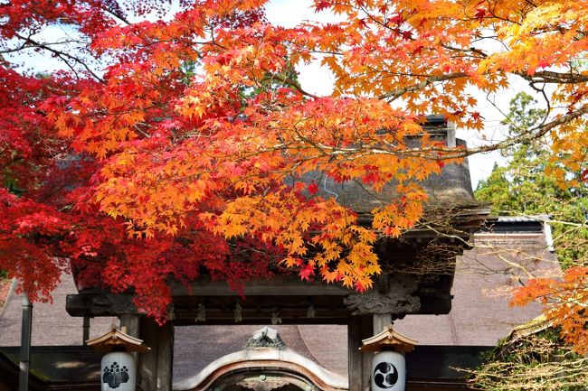 　関西でも紅葉シーズンが始まりました。さて、最初にどこに行こうかと考えて、思いついたのが開創千二百年を迎えるパワースポット高野山でした。<br />　今回は一人で行くことになったので車ではなく電車を利用しました。高野山へは南海電鉄の高野線が唯一の交通機関で、極楽橋駅まで電車極楽橋駅から高野山駅迄はケーブルカーの利用になります。大阪市内から高野山へは「高野山・世界遺産きっぷ」というのがありまして大人3,440円→ 2,860 円(小児 1,440円)往路のみ特急券をつけた場合は大人：,220円→ 3,400 円(小児 1,710円)となります。これには往復の電車代＋高野山内バス2日フリー乗車券と拝観料、お土産の割引券も付いていてお得です。但し特急電車は４両編成の全席指定席です。急行は途中の橋本駅で各駅停車に乗り換えとなります。特急電車を利用すれば大阪市内から最速約９０分で行けますが、今回は特急が満席だったので急行を利用したんですが約３時間掛かりました。ご利用の際には必ずダイヤを確認してくださいね。