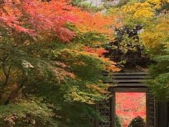 紅葉ドライブ 河口湖-山中湖編