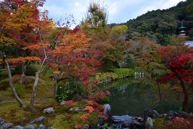 京都南禅寺永観堂の２０１５年１１月６日の紅葉の続き、その２です。<br /><br />永観堂のＨＰは、こちらです↓<br />http://www.eikando.or.jp/haikan.html<br /><br />行かれる方は、永観堂境内図をプリントアウトされると便利だと思います。<br /><br />では、その様子です。<br /><br /><br />＊後日、光悦寺、源光庵、常照寺などの紅葉を見に行きましたので、その様子は、準備ができ次第、アップさせていただきます。