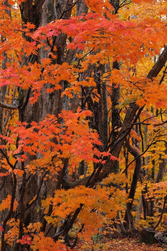 いつか行ってみたい･･･と思っていた憧れの聖地。<br />特に紅葉の時季に絶景を見てみたい！<br />そんな思いがこの度、叶いました♪<br /><br />今回の旅は、撮影ツアーになります。<br /><br />先生より突然話が舞い込んで、二つ返事で快諾。<br />なにせ、ず〜っと行きたかった所ですしね^^<br />先生のツアーは、撮影だけでなく、<br />食事とお宿もよいと伺っているので、<br />それも重要視する私にとっては嬉しい限り♪♪♪<br /><br />ツアーと言えど、その時の状況により最適な場所を案内してくださるので、<br />紅葉てんこ盛りでした。<br /><br />【行程】<br />往路：FDA363 名古屋 7:05 - 青森 8:25　<br />復路：FDA358 花巻 19:00 - 名古屋 20:15<br /><br />10/18(日) 青森：城ヶ倉大橋→八甲田ロープウェイ→蔦沼→城ヶ倉大橋<br />（主な撮影）渓流、ブナ原生林、沼<br /><br />10/19(月) 青森：北金ヶ沢→千畳敷海岸→風合背→ウェスパ椿山→十二湖→風合背海岸<br />（主な撮影）十二湖、海岸風景、夕日、星空<br /><br />10/20(火） 秋田：アスピーテライン入口付近→大沼<br />　　　　　 岩手：涼風の滝→松川大橋→森の大橋<br />（主な撮影）橋から見下ろす風景<br /><br />宿泊先：ナクア白神ホテル＆リゾート（鯵ヶ沢温泉）<br />　　　　青森県西津軽郡鯵ヶ沢町大字長平町字岩木山75<br /> 0173-72-1011<br /><br />では、はじまり。