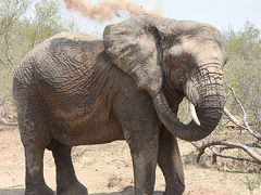 弾丸南ア旅行その2　保護区ならでは、リラックスした動物にあえた