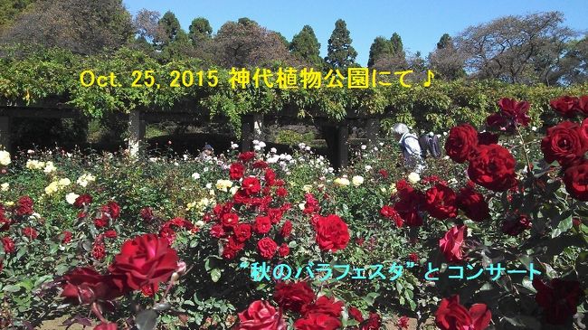 ２０１５年１０月２５日、日曜日♪<br /><br />秋晴れの日差しに誘われ、神代植物公園に出かける事にした。<br />がんばれば、歩いて行ける距離である。１時間くらいだろうか (^^)V<br /><br />でも、最近車に乗っていないので（笑）、車で・・・１５分のドライブである♪<br />愛車は、ホンダのＦＩＴ−ＨＸ。１，５００ＣＣのガソリン車♪<br />因みに僕は、ハイブリッド車の、あの走行感覚が大嫌いである (&gt;_&lt;)<br /><br />甲州街道を東へ・・・甲州街道のイチョウ並木は、知る人ぞ知る黄葉スポットで<br />ある。黄色のイチョウの葉が降る時期にここを走るのはとても気持ちが良い♪<br /><br />電気通信大学の交差点を左折・・・中央道の下を抜けると深大寺付近。<br />ほんとに近かった（笑）<br />開園時間直後、まだ空いている公園の駐車場に停める（有料です）。<br /><br />−−−−−−−−−−−−−−−−−−−−−−−−−−−−−−−−−−−−<br /><br />神代植物公園、前に来たのはいつだろう？２０年以上前かも (*^^*)<br />この間、香港の九龍公園は４回，ロンドンのハイドパークには３回行っている！<br />近くにこんな素敵な場所があるのに・・・反省 m(__)m<br /><br />神代植物公園は『ばら園』が有名だが、折しも『秋のバラフェスタ』開催中 (^^)<br />でも、バラ園に行く前にダリアが咲き誇るコーナーに寄る。たくさんの種類♪<br />“白瀬”と“アルペン・ビル”が印象に残っている。<br />植物に関する勉強を余りして来なかった、今までの人生を反省する。<br /><br />気持ちを盛上げ、いよいよ『ばら園』へ♪<br />僕は、言わば『植物音痴』に近い。<br />スイス・アルプスの６月、高山植物が咲き誇る時期に２０回近くトレッキングに<br />行ってるが、出発前に高山植物の本を読み漁っても、全く頭に入らない (ToT)<br /><br />そんな僕でも、感動の時間だった。<br />“ピンクパンサー”，“凛”，“コーラス”，“ファピュラス”など等♪<br />バラに魅せられ、育てている人達の気持ちが分る気がした。<br /><br />そして『ばら園テラス』では、ばら園コンサート♪<br />二期会のソプラノ歌手“宅和里美”さんの『野ばら』，『紅葉』等、アンコール<br />含めて９曲の、バラや秋に因んだ曲に身を委ねる♪ (^^)<br /><br />−−−−−−−−−−−−−−−−−−−−−−−−−−−−−−−−−−−−<br /><br />そろそろお昼・・・当然、深大寺蕎麦♪<br />深大寺近くの『青木屋』さんで、盛り蕎麦を。普通に美味しかった。<br />仲見世をぶらぶらした後、深大寺にお参り・・・<br /><br />バラ香りと、ソプラノの歌声で過ごした、秋晴れの半日 (^^)♪<br /><br />『身近にも良い所があるなぁ〜 (*^^*)』