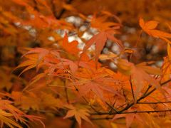 【紅葉を求めて：2015】きくち観光物産館の菊まつりと菊池渓谷。そして、併用軌道を観に行きました。