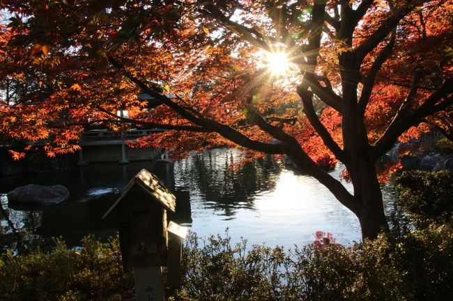 鯖江の西山動物園はほんとに小さな動物園だったので、開園時間の９時から16時30分までいるとしたら、やはり時間が余ってしまったでしょう。<br />無料の動物園で開園時間中、出入り自由なので、いったん動物園を出て、ふもとの道の駅で過ごしたとしても。<br />でも、他の動物を見て回る時間がかからない分、西山公園の他のポイント、それから隣の嚮陽（きょうよう）庭園を撮影散策するのも悪くないと思いました。<br /><br />西山公園はつつじが有名ですが、秋には咲きません。<br />それにつつじは一度に見られそうなので、一見の価値はあると思いますが、写真撮影にそれほど時間がかかりそうな気はしませんでした。<br />なので、ベストは紅葉のシーズンの嚮陽庭園との組み合わせかもしれません。<br />もちろん、サクラの時期もすばらしいと思いますが、これはタイミングを合わせるのが難しいですからね。<br /><br />嚮陽庭園はアップダウンがあり、動物園も含めた西山公園くらいの広さがありました。<br />紅葉は、まだ始まったばかりで、全体的に見頃はもう少し先ってところでしたが、日当たりの良いところでは一部、きれいに色づいていました。<br />東屋のあった池のほとりの紅葉など、絵になるところに紅葉の木があったのはラッキーでした。<br /><br />ただ、動物園を切り上げて公園の展望台に向かったのは午後３時すぎで、そのあと嚮陽庭園にたどり着いたときには午後３時半になっていたので、もう日が射さくなってしまったところが多く、そういうところは寒々として、被写体としてあまりそそられませんでした。<br />でも、日が射すところは、緑も美しかったです。<br />それに、西山公園の方も、展望台からの見晴らしはすばらしかったですし、祈りの道沿いにずらっと並んだ地蔵たちには、一つ一つに大変心惹かれました。<br /><br />ちなみにこの日は、実は、夜の紅葉ライトアップの時期だったようです。<br /><br />次に鯖江に行くときは（きっと行くと思います@）、今度は少し町中を散策するのもいいかも、と思えました。<br />そして今度西鯖江最寄りサバエシティホテルに泊まるのに、わざわざ福井鉄道に乗って武生で乗り換えるという遠回りをせず、JR鯖江駅からタクシーか徒歩20分でアクセスしたいと思います。<br /><br />＜ついに北陸デビューを果たした長野・北陸レッサーパンダ動物園めぐり２泊３日の旅行記のシリーズ構成＞<br />□（１）【長野・金沢編】長野で途中下車して茶臼山動物園アクセス編＆初の北陸・金沢駅前エコノホテル滞在編＆グルメ編<br />□（２）【茶臼山動物園】レッサーパンダ特集：一人でもご機嫌フォトジェニックなジャジャちゃん＆ちょっとだけ会えたチャオ・パパ＆ノンちゃんと双子の赤ちゃん＆出勤時から見られたお外レッサーのタイチくん・キキくん・セイナちゃん・ノゾムくん・サラちゃん・風鈴ちゃん＆お散歩ロンくん総勢12頭<br />□（３）【茶臼山動物園】お散歩タイムのアルパカのパールくんにさわり邦題！〜ビントロングに会えなくて残念だったけど、その他の動物たち＆園内の紅葉景色<br />□（４）【金沢・鯖江編】金沢駅から能美市のいしかわ動物園へ＆金沢グルメ＆わざわざ越前市の武生経由で行った西鯖江駅最寄りのサバエシティホテルへ<br />□（５）【いしかわ動物園】アシカやブラッザグエンやシロテテナガザルの赤ちゃんに会えた「アシカ・アザラシたちのうみ」から「サルたちの森」まで<br />□（６）【いしかわ動物園】子育て中のアヤメちゃんにも会えた！ レッサーパンダのアクアくん・マリンちゃん・スミレちゃんのいる「小動物プロムナード」からりりしい猛獣たちの「ネコたちの森」まで<br />□（７）【いしかわ動物園】「オーストラリアの平原」やフタユビナマケモノのいる「南米の森」や写真展を見学した「動物学習センター」やマゼランペンギンのいる「ふれあいひろば」からコビトカバの食事時間が見られた「カバの池」まで<br />□（８）【鯖江・金沢編】西山公園の動物園と道の駅＆帰りの途中下車の金沢駅でのおみやげ＆グルメ編〜レッサーパンダの気持ちになれる笹アイスクリームやキムラヤパン制作の道の駅オリジナルさばえ菜花パンだーも忘れずに味わえた@<br />□（９）【鯖江・西山動物園】ついに訪れたレッサーパンダのホームタウン西山動物園！〜たいようくん・ミルキーちゃん・ひかりちゃんとキラリちゃんと双子の赤ちゃん<br />■（10）【鯖江編】山に囲まれた街中にある日本の歴史公園100選にも選ばれた西山公園と嚮陽庭園のほんのり紅葉めぐり<br /><br />鯖江市公式サイトの西山公園案内ページ<br />http://www.city.sabae.fukui.jp/pageview.html?id=4881<br />さばかん鯖江市観光公式サイト<br />http://www.city.sabae.fukui.jp/users/kanko/<br /><br />＜11月３日（火）文化の日のタイムメモ＞<br />07:30　起床<br />08:10-08:30　ホテルの朝食バイキング<br />08:45頃　チェックアウト<br />08:55　西山公園に到着<br />09:00　西山動物園に到着<br />09:00-09:55　レッサーパンダ<br />09:55-10:35　東屋で雨宿りしながら見学<br />10:35-12:20　レッサーパンダ<br />（11:00-11:40頃　食事タイム）<br />12:30-13:25　道の駅で物販コーナー散策＆ランチ休憩<br />13:30-14:45　レッサーパンダの赤ちゃん<br />（公開時間15分延長）<br />14:45-15:05　写真をチェックしながら休憩<br />15:05-15:10　フランクワルソン<br />15:10-15:35　展望台へ<br />15:35-16:25　嚮陽庭園散策<br />16:35-16:45　道の駅で買い物と笹アイス休憩<br />16:50　預けた荷物をとりにホテルへ<br />17:00頃　福寿堂で「ミンファのたからもの」購入<br />17:15　西鯖江駅発 福井鉄道福武線に乗車<br />17:30頃　越前武生駅着<br />17:45　JR武生駅発特急しらさぎ11号に乗車<br />18:47　金沢駅到着<br />19:00-19:25　駅隣接のFORUSのレストラン「加賀旬菜くらぶ」で夕食<br />19:30-19:35　百番街で買い物<br />19:39　金沢駅発新幹線かがやき516号に乗車<br />21:46　大宮駅着<br />22:50頃　帰宅<br />