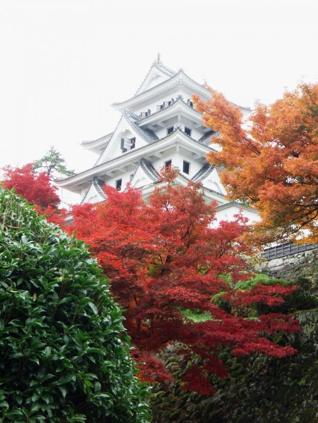 近所のスーパーではたまに、こんな日帰り旅行の応募券を配って居ます。（いくら以上買うと抽選券が貰えるとかで）<br /><br />１年前にも当たったような気がしますが、今年の秋は紅葉も見に行かなかったし（相方ファイナンシャルプランナーの上級試験の為）１人で行くのも面倒だし・・・紅葉無し！と思っていたら、<br />こんな旅・・・バスの中は、無料と言うので嬉しそうな高年齢そうな集団。<br /><br />平日催行の場合、年齢層が上がるのは仕方なしで、最後に解ったのは、私の隣に座っていらした方が私より年下だった事！<br />そう見えないと言うと申し訳ないけど、元気パワーは彼女の方が有りました。（自由行動が多く、と言っても、それぞれ1時間位ですが、その間に歩いたらしい距離が、物凄く多かった様子）<br /><br />紅葉に輝く郡上八幡の八幡城（以前個人で行った時、閉園時間の関係で天守閣登れず、今回は登って来ました）など、宜しければご覧下さい。