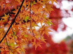 2015年　四国霊場八十八ヶ寺大窪寺の紅葉