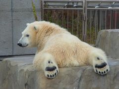 オフシーズン北海道旅行1日目～円山動物園・森彦本店編～。