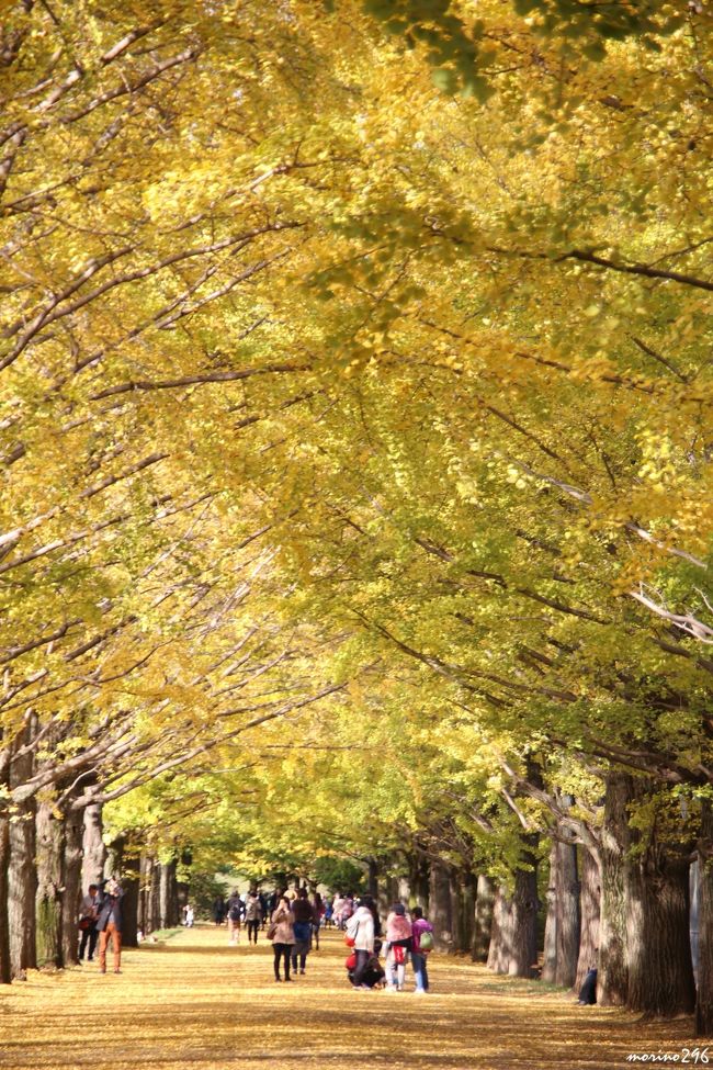 紅葉情報と天気予報が気になる中、昭和記念公園の紅葉は見頃を迎えたものの、週末は雨予報。<br />昭和記念公園ファン倶楽部コミュ恒例の紅葉オフ会も開催できるかどうか・・・。<br />といったところで、この日の天気予報は晴れ、午後から時間が出来たのでちょっと駆け足で秋色散歩に出掛けました。<br />