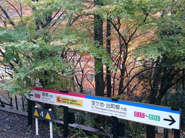 雨の京都、鞍馬山から、貴船へ、あるいてみました。京都出町柳から叡山電鉄で、もみじトンネルを、通り、終点の鞍馬までのんびりKOTOKOと進みます。紅葉始まりの、最初の土曜日なのに、なんと、終点まで来た人は私一人で、本当の、一人旅になりました。