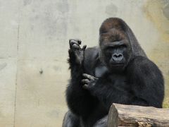 恒例の東山動物園でイケメンゴリラとご対面、あくる日は三重に飛んでパラミタミュージアム