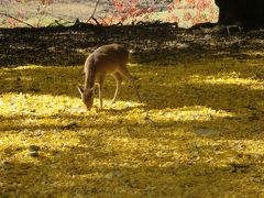 母と歩く秋の奈良☆奈良公園・東大寺☆大好きな大イチョウに会いに行ってきましたヽ(^o^)丿