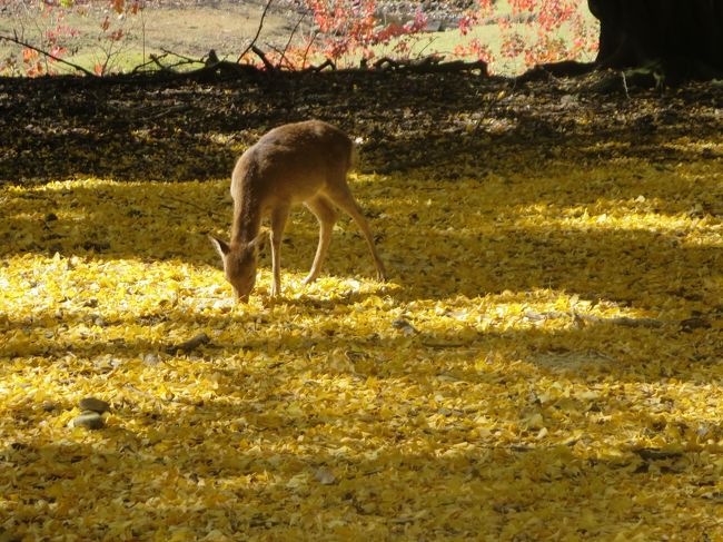 今年は、嫌な咳が続いて、ちゃんと紅葉を見にいけてなかったので、母を誘い、奈良公園付近を歩いてきました。<br /><br />３日前には、愛知からカメちゃんご夫妻が来て下さり、ＪＯＥＣＯＯＬさんご夫妻も一緒に、日航ホテル奈良でランチバイキングをいただきました♪<br />カメちゃんご夫妻の観られた紅葉は、綺麗だったのかな〜と気になったのもあり(*^_^*)<br /><br />二月堂では、オーストラリアから来られたご夫婦を笑わせたり、楽しい散策になりました♪