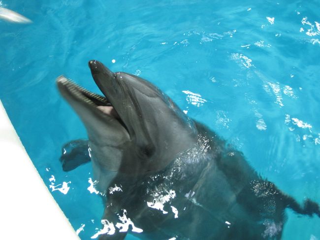 宿直明けの11月10日、婆ちゃん(実家の母)を連れ立って青森県の浅虫に行ってきました。その日の宿は野辺地(のへじ)まで足を延ばし、まかど観光ホテルに泊まりました。いくべぇ!青森旅行券を使って一人当たり5000円引きで泊まることができたのには笑いが止まりませんでした。<br />恐るべし!いくべぇ!青森旅行券!!<br /><br />旅の記念に動画も作りました。10数年ぶりの浅虫水族館はとても新鮮!<br />ラブリーなゴマフアザラシくんにキュンキュンしたり、イルカくんのもぐもぐするお食事の様子や、しあわせなら手を叩こう♪の曲に合わせて鼻を鳴らすイルカくんたちは必見です。<br /><br />https://www.youtube.com/watch?v=Y5bcV2dMVZM