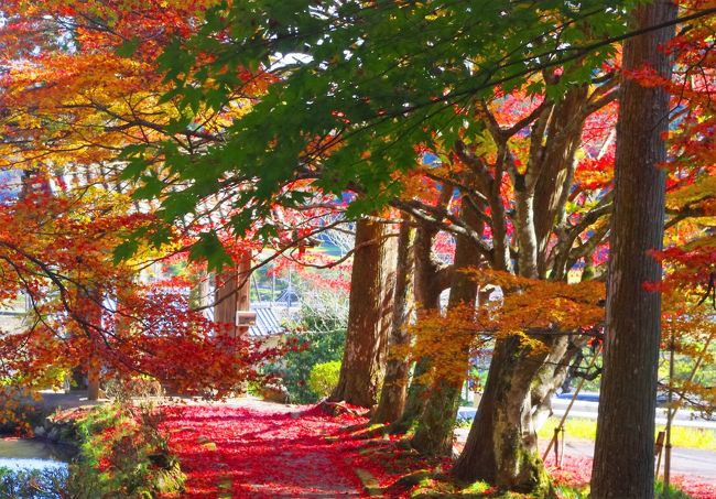 京丹波の龍穏寺の境内参道を染める美しい紅葉のトンネル<br />例年は仕事の都合もあり晩秋の大好きな敷き紅葉の時期に<br />お訪ねさせて頂いているのですが<br />昨年は出かけ損ね<br />上手いこと時間が出来た今年こそは盛りの時期にと<br />いそいそと出発〜<br />その後、初めての亀岡の鍬山神社へと移動し<br />紅葉狩りを楽しみましたが<br />今年の紅葉は鮮やかさに欠け葉先がチリチリで何か変！？<br /><br />