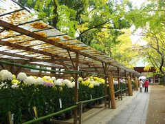 ’１５　総武線さんぽ　本八幡駅（葛飾八幡宮 菊祭り～ニッケコルトンプラザのイルミネーション）