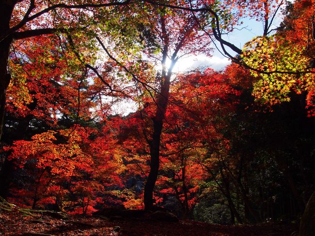 秋うらら。奈良の自然を大満喫　～１日目・吉野山へ（後篇）～