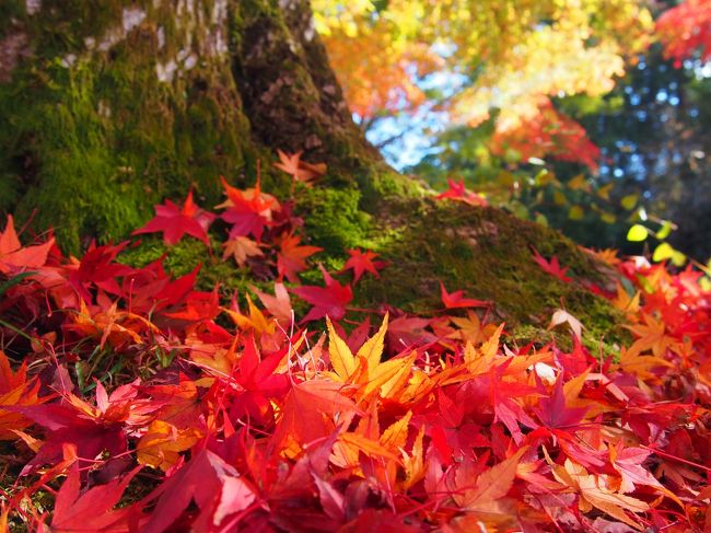 秋うらら。奈良の自然を大満喫　～１日目・吉野山へ（前篇）～