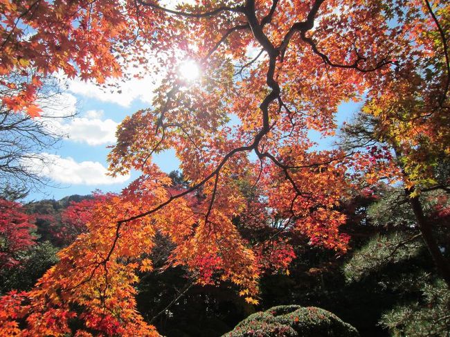 秋の鬼怒川温泉＆日光への家族旅行。<br />鬼怒川へは初めての宿泊、そして日光へもかなり久々の訪問。<br />ちょうど紅葉が見頃を迎えており、充実の週末となりました。
