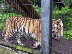 2015北海道　まだ降っとります　がお～　神威古潭　旭山動物園　蜂屋