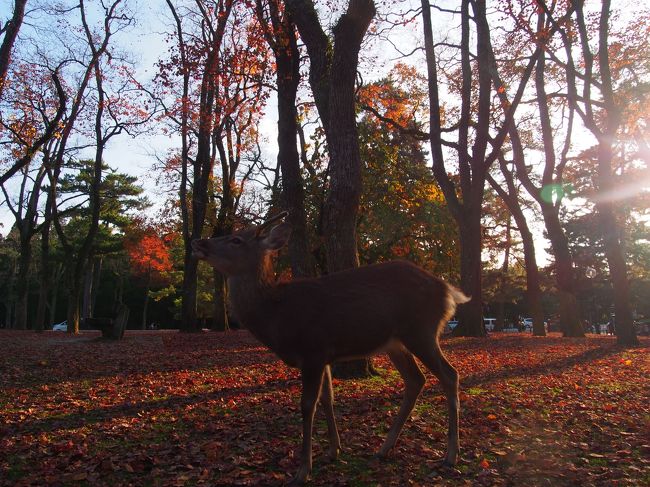 秋うらら。奈良の自然を大満喫　～２日目・春日山原始林を歩く～