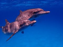 コバルトブルーの海で出会ったイルカたち