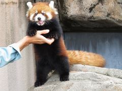 晩秋のレッサーパンダ紀行【６】 王子動物園　やっと会えた～、めちゃくちゃ可愛いティアラちゃん！！ 王子で２５年ぶりの仔レッサー・・・ありがとう、ガイア君＆ミンファちゃん！！