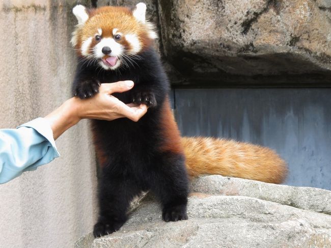 今日は神戸市立王子動物園に念願のティアラちゃんに会いに行きます！！<br /><br />近畿圏の主要な動物園と言うと、やはり、京都の京都市動物園、大阪の天王寺動物園、そして、この神戸市の王子動物園は挙げられると思いますが、この３園はことレッサーパンダの繁殖については長年の苦戦を強いられていました。<br />何もこの３園がレッサーパンダの繁殖について手をこまねいていた訳ではないのでしょうが、なんと１０年、２０年の単位でレッサーパンダの誕生がなかったのです。<br />長い闇を抜け、昨年、京都市動物園で２９年ぶりにムータン君が誕生し、そして、今年、２５年ぶりに王子動物園でもティアラちゃんが誕生しました！！<br /><br />ティアラちゃんは何と言っても王子の貴公子ガイア王子が１１歳にしてやっと授かった愛娘！！そして、お母さんは日本を代表する美形パンダのミンファちゃん！！<br /><br />将来性抜群の王子の小公女に会いに行きます！！<br /><br /><br />これまでのレッサーパンダ旅行記はこちらからどうぞ→http://4travel.jp/travelogue/10652280