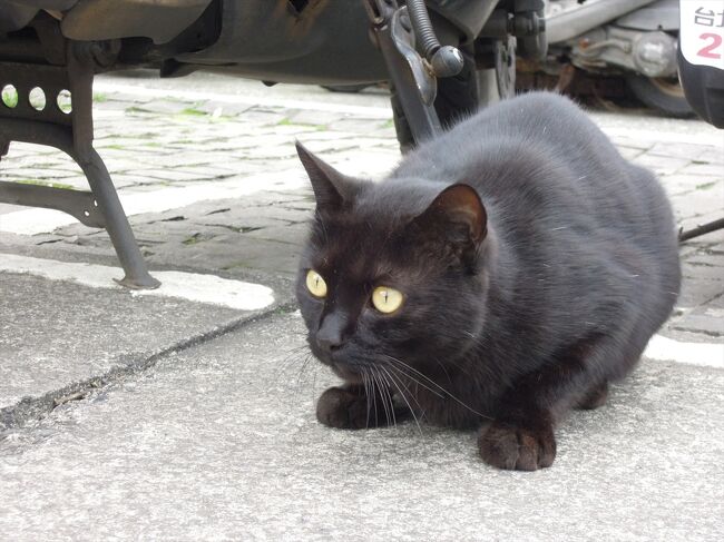 猫の駅 猴トン＋平溪線に乗って十分瀑布へ