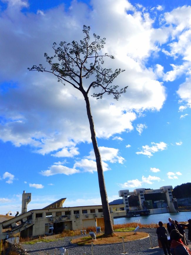 先月に続き、東北地方のツアー旅行へ行ってきました。<br />今回の旅行のタイトルは<br />「ウニ・イクラ・ホタテ・岩手短角牛---三陸の食を堪能！<br />　三陸鉄道と浄土ヶ浜遊覧船　気軽に三陸海岸　2日間　<br /><br />　あいにく、10日は小雨がぱらつく寒い日でしたが、翌日は晴れ、<br />　東日本大震災のあの日から4年と8ヶ月の三陸海岸は、復興への<br />　町づくりの槌音が響いていました。<br /><br />＜行程＞<br />　11/10（火）：　東京駅7：36＝＝（はやぶさ3号）＝盛岡駅9：52～<br />　　　　～（観光バス）～岩泉/龍泉洞～～北山崎～島越駅----（三陸鉄道<br />　　　　　北リアス線---田老駅～～宮古（泊）「休暇村　陸中宮古」<br /><br />　11/11（水）：宮古7：50～浄土ヶ浜（遊覧船で宮古湾遊覧）～大船渡・<br />　　　　碁石海岸～陸前高田（復興のシンボル「奇跡の一本松」）～北上駅<br />　　　　北上駅18：14＝＝（やまびこ45号）＝東京駅21：12