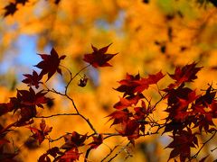 牛滝山大威徳寺の紅葉