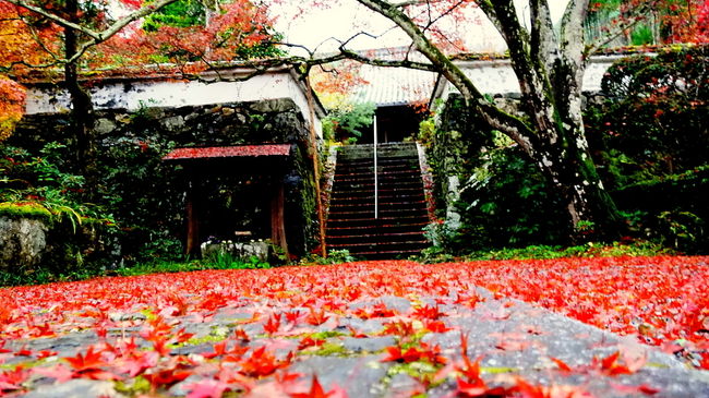 京都・亀岡の紅葉めぐり。<br />京都市内より一足早くピークを迎える亀岡の紅葉。