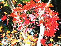 ザ・紅葉 神護寺＆西明寺 （高雄・槇尾編）