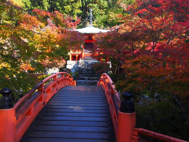紅葉の季節、運よくホテルが散れたので相変わらずの無計画旅をしてきました。<br /><br />ホテルが京都駅前だったため京都駅を中心に、東は醍醐寺。<br />西(北)は、妙心寺、仁和寺、龍安寺と気まぐれ旅です。