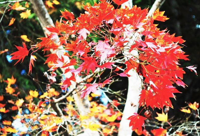 　今回の京都旅行に於いて、詩仙堂と神護寺の紅葉だけは絶対に見たい！、言わば必須のノルマとして臨みました。　この旅行記では当然の事ながら高雄へと足を延ばすことになる。神護寺と合わせて近くにある西明寺にも立ち寄ることにした。　<br /><br />　紅葉と言えば神護寺、京都では有数の紅葉の名所して知られています。　ここ高雄はもみじの色付きが早く、本日（15日）の紅葉はもう遅いかも知れない。　はたしてどうだろう？、期待を胸に抱き出発と相なった。<br />　　　　　　　　　　　　　　　　　　　　　　　　　（写真 神護寺境内の紅葉）