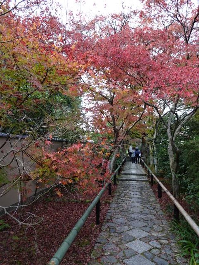 京都へバスツアーに出かけました。今回は、北区にある上賀茂神社、常照寺、光悦寺、源光庵、しょうざんリゾートの庭園ライトアップと回りました。<br /><br />所々で色とりどりの紅葉を見ることが出来ました。<br /><br />トップ写真は光悦寺の回廊です。<br /><br />