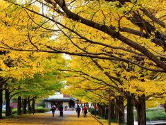 2015年昭和記念公園の秋色散歩