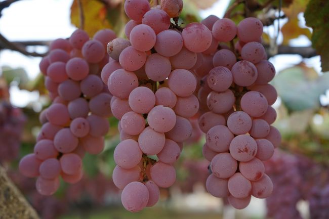 日本が世界に誇る日本固有のぶどう品種である甲州とマスカット・ベーリーAで造られた新酒ワインを「山梨ヌーボー」と命名して解禁日を設けており今年の山梨ヌーボーは11/3（火）です。<br />しかし、山梨では様々なぶどう品種が栽培されワイン醸造が行われおり、それぞれ品種により収穫期が異なるため新酒の出来る時期も異なります。<br />巨峰や私の好きなデラウエアーやアジロンなどこの時期のみ楽しめる新酒ワインを飲み（購入）に勝沼へ・・・<br /><br />今回訪問のワイナリー<br />①五味葡萄酒（写真なし）<br />②塩山洋酒醸造（写真なし）<br />③蒼龍葡萄酒<br />④イケダワイナリー<br />⑤麻屋葡萄酒<br />