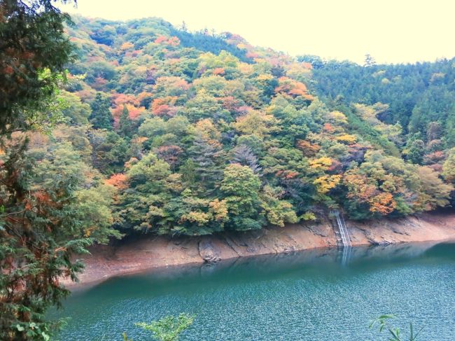 今年のＧＷに訪れ、一発で気に入ってしまった倉岳山。<br /><br />http://4travel.jp/travelogue/11006872<br /><br />私の大好きな落葉樹林の稜線。紅葉の季節に絶対再訪だ！と決めていたその倉岳山に、紅葉に囲まれて歩くことをイメージしながらの再訪･･･。<br />