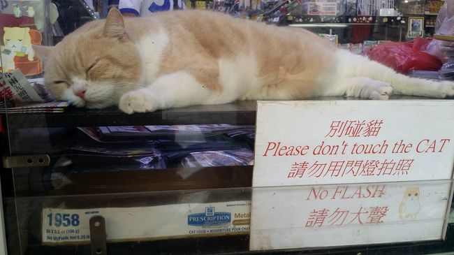 美味しい蝦ワンタン麺を探し求めて…猫やミッキーも？香港姉妹グルメ旅 （三日目）