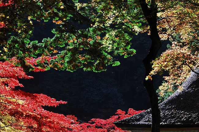 2015紅葉（3） 紅葉の名所・両界山横蔵寺＆谷汲山華厳寺