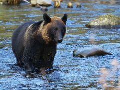 秋の知床2泊3日・野生動物ウォッチングvol.2 森の中でヒグマに出会ってしまった