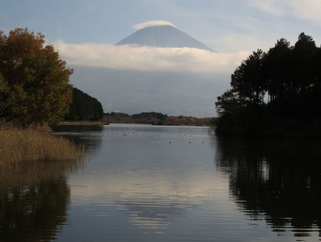 富士山の五合目の紹介です<br /><br />　富士山に車で行ける五合目は、御殿場口新五合目（標高1,440m）と須走口五合目（標高2,000m）、富士スバルライン五合目（標高2,305m）、富士宮口五合目（標高2,380m）の４ヶ所あります。今回は、須走口五合目を除いた、３ケ所の五合目まで車でドライブしました。<br /><br />御殿場口新五合目<br /><br />　４つある富士登山口へのルートの中で唯一、夏もマイカー規制がなく、無料駐車場は約500台です。通行無料の「富士山スカイライン」が通っており、春〜秋には快適なドライブを楽しむことができます。１１月末〜４月は冬季封鎖となります。ここには日本初のスキー場がありました。訪れた時には、富士山は雲の中でした。<br /><br />富士スバルライン五合目<br /><br />　有料の富士スバルラインの終点で、吉田口登山道への五合目からの起点にもなっていて、無料駐車場は約400台で、５件のレストハウスが集まっています。７月〜８月にかけてマイカー規制が実施され、、１１月末〜４月は冬季封鎖となります。吉田口登山道は、富士登山をする人が最も多いルートで、この五合目にはいつも観光客があふれています。訪れた時には、展望台にたくさんの海外の観光客がいました。富士山や南アルプスの眺望も素晴らしかったです。<br /><br />富士宮口五合目<br /><br />　車でいける富士登山道で一番高い、標高2,380mに位置しています。無料駐車場は約300台で、７月〜８月にかけてマイカー規制が実施され、１１月末〜４月は冬季封鎖となります。訪れた時には、村山浅間神社付近までは緑の人工林で、その先はカエデやコナラ、ブナなどの自然林が紅葉しておりとても綺麗でした。富士山スカイラインの二合目分岐を過ぎると、針葉樹のシラビソと落葉したダテカンバやシラカンバ、カラマツなどの原生林が、五合目まで続いていました。五合目付近から山頂までは、深い霧に覆われており、富士山頂は見えませんでした。