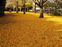 昭和記念公園の銀杏