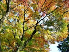 岡城の紅葉