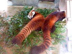 晩秋のレッサーパンダ紀行【７】 京都市動物園　おめでとう！！待望の古都ちゃん最初のベビーはとっても大きな男の子！！