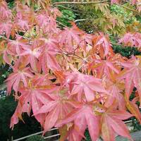 《2014.September》あみんちゅぶらり淡海を歩く旅そのI大津編～三井寺（園城寺）紅葉はいかがかな？～