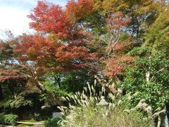 嵐山　宝厳院　2015.11.20　紅葉は半分ほど(・_・;)